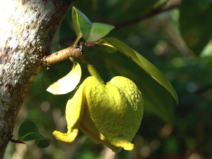 	Annona muricata