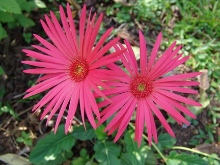 	Gerbera jamesonii