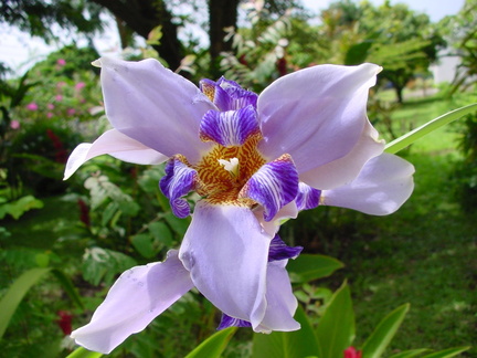 	Neomarica caerulea