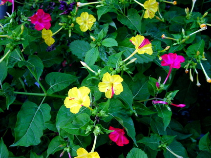 	Mirabilis jalapa	