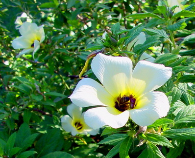 	Turnera subulata