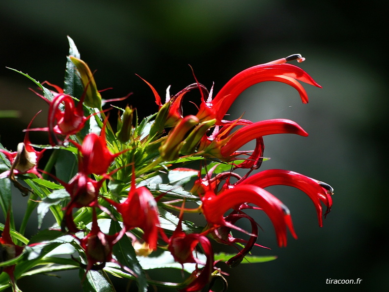 	Lobelia persicifolia