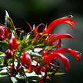 	Lobelia persicifolia