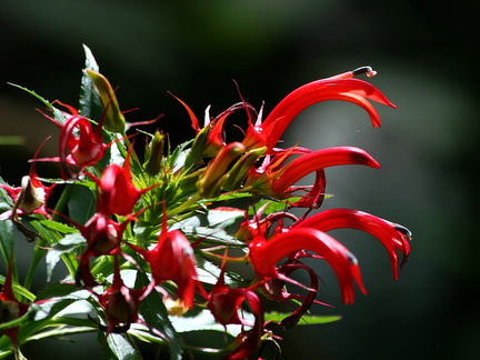 	Lobelia persicifolia