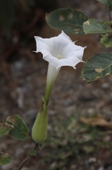 	Datura innoxia