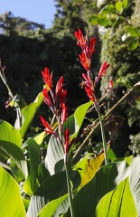 	Canna indica