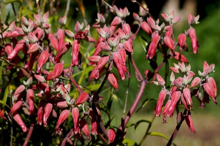 	Kalanchoe gastonis-bonnieri