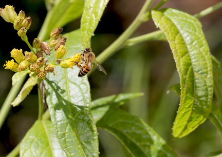 	Neurolaena lobata	