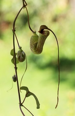 	Aristolochia trilobata