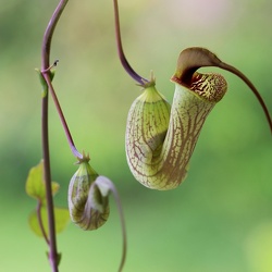 Aristolochia