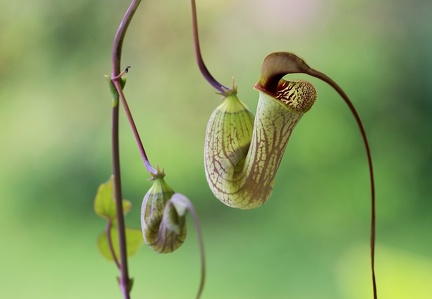 	Aristolochia trilobata