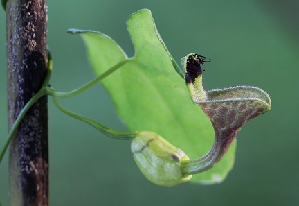 	Aristolochia rugosa