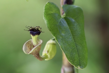 	Aristolochia rugosa