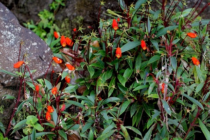 	Gloxinia sylvatica