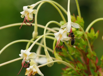 	Clerodendrum indicum