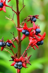 	Clerodendrum indicum