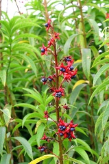 	Clerodendrum indicum