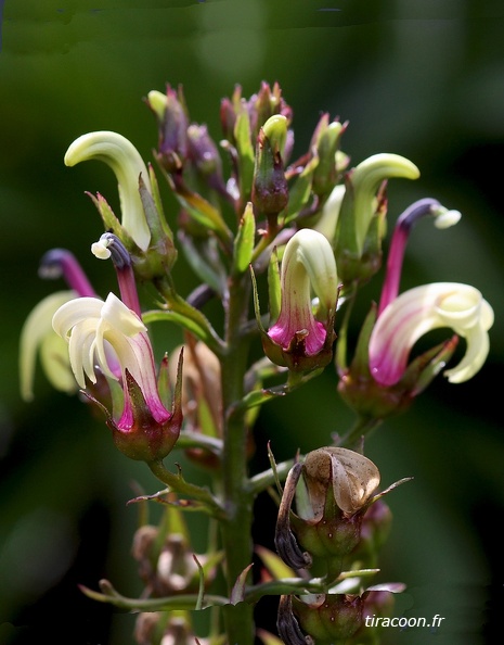 	Lobelia guadeloupensis