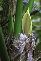 	Philodendron giganteum	