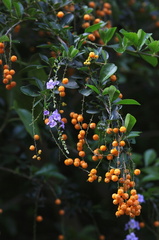 	Duranta erecta	