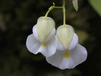 	Utricularia alpina	