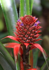 	Ananas comosus