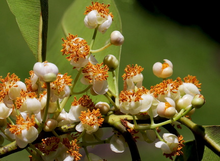 	Calophyllum calaba	