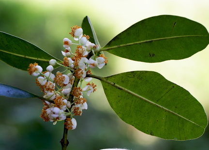 	Calophyllum calaba	