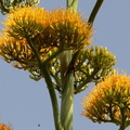 	Agave karatto	