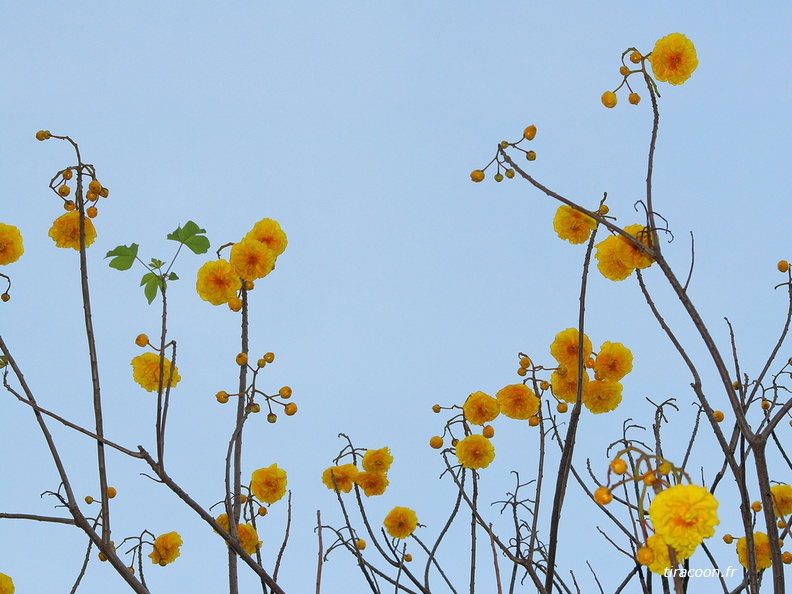 	Cochlospermum vitifolium