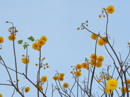 	Cochlospermum vitifolium