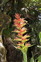 	Guzmania megastachya	