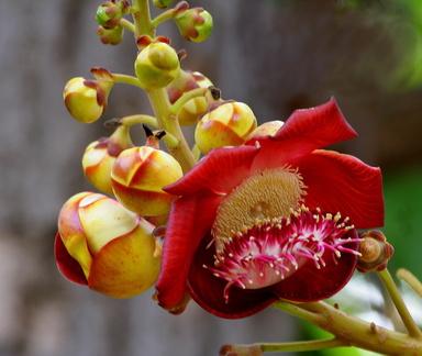 	Couroupita guianensis	