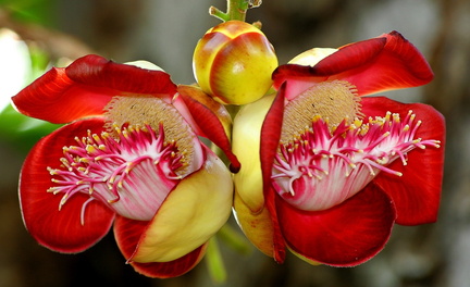 	Couroupita guianensis