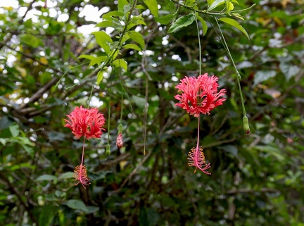 	Hibiscus schizopetalus