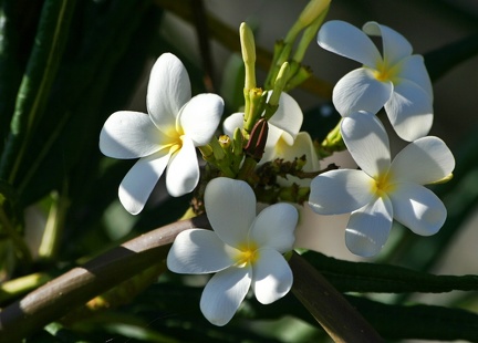 	Plumeria alba