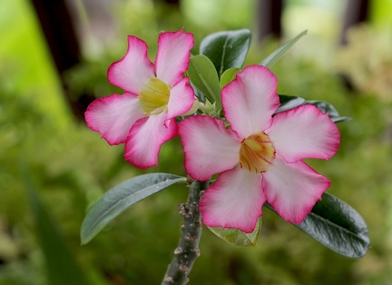 	Adenium obesum