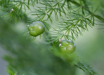 	Asparagus setaceus