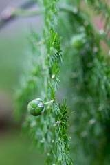 	Asparagus setaceus