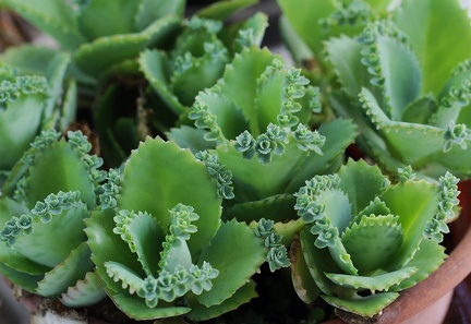 	Kalanchoe daigremontiana