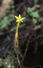 	Voyria aphylla	