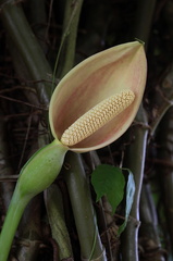 	Syngonium podophyllum	