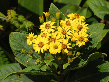 	Verbesina guadeloupensis	