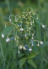 	Clerodendrum indicum