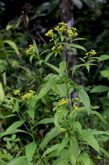 	Neurolaena lobata	