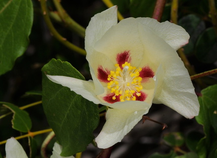 	Gossypium hirsutum	