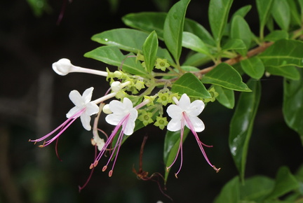 	Clerodendrum aculeatum	