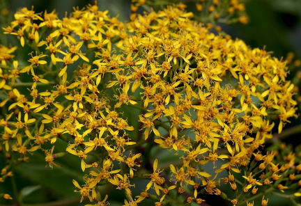 	Senecio lucidus	