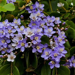 Flore de Guadeloupe