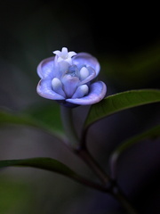 	Psychotria urbaniana	